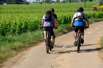 Beaune, Cote de Beaune, Cote d'Or, Burgundy, France, Europe - cycling in vineyards is very popular...