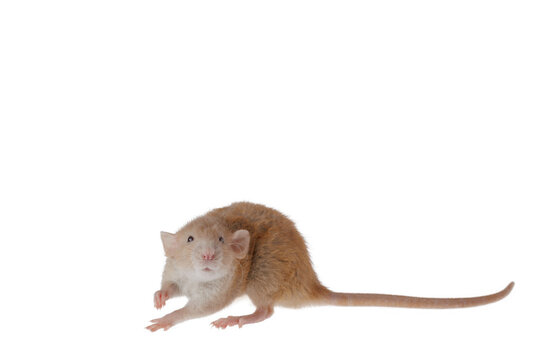 Red decorative rat isolated on a white background. Mouse for cutting and copying. Photo of a rodent for the inscription and title