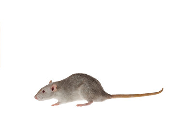 Gray rat isolated on a white background. Mouse for cutting and copying. Photo of a rodent for the...