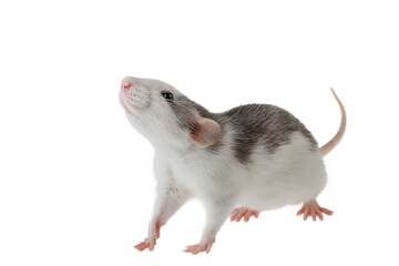 Colored decorative rat isolated on a white background. Mouse for cutting and copying. Photo of a rodent for the inscription and title