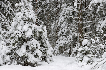 Fototapeta na wymiar Beautiful winter forest landscape. Snow-covered firs in a coniferous forest. Snow on the ground and on the branches of trees. Cold snowy weather. Natural winter background. New Year and Christmas mood