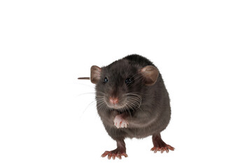 Black decorative rat isolated on a white background. Mouse for cutting and copying. Photo of a rodent for the inscription and title