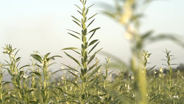 Sesame Seed Plant Growing In The Field, cinematic focus shot of til seed plant