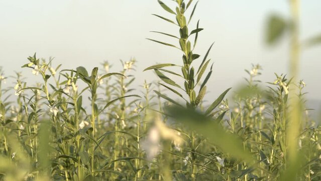 Sesame Seed pod Plant Growing In The Field, Teel Seed, Til Seed Plant,ayurvedic oil herb