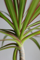 Bottom View Of Young Dracaena Palm Stem With Soft Leaves 
