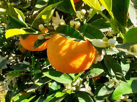 Arance mature appese all'albero con zagara non ancora sbocciata.