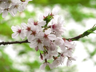 桜咲く