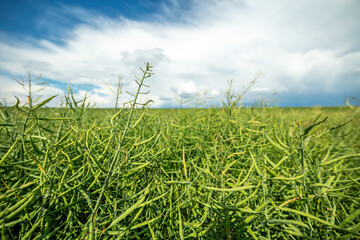 Close-up of a rapeseed plant in a lush green field, showcasing agricultural scenery