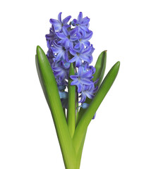 Blue hyacinth flower isolated on white background