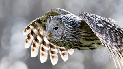 ural owl in flight closeup with forest background - 777063295