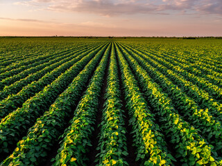 Golden hour light casting over rows of vibrant soybean plants in a vast agricultural field