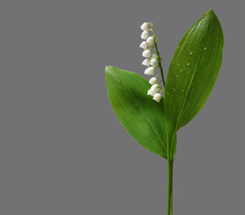 Lily of the valley flower with leaves and dew drops isolated on gray background