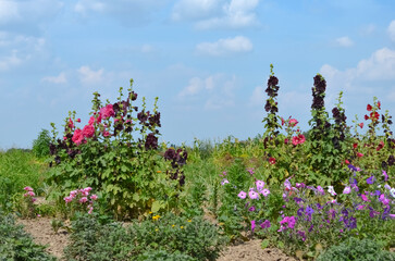 Hollyhock and Petunia Flowers - obrazy, fototapety, plakaty