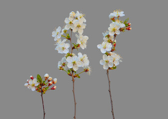 Set of spring blooming cherry twigs with white flowers and buds isolated on gray background
