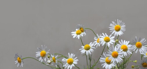 White chamomile flowers isolated on border of gray background