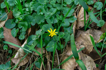 Scharbockskraut im Laubwald
