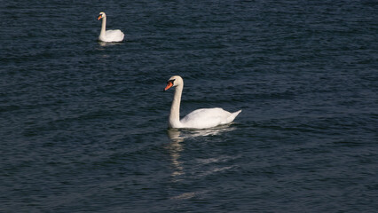 The mute swan (Cygnus olor), birds swim near the Black Sea coast