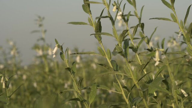 cultivation of sesame plant in the field, teel seed, til seed plant , cinematic