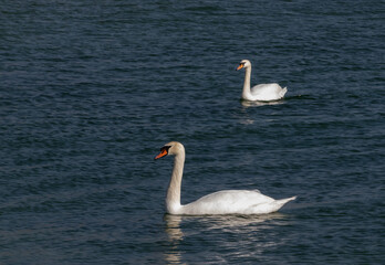 The mute swan (Cygnus olor), birds swim near the Black Sea coast