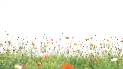 Gordijnen Grass flower field in spring realistic image isolated on white background © Num