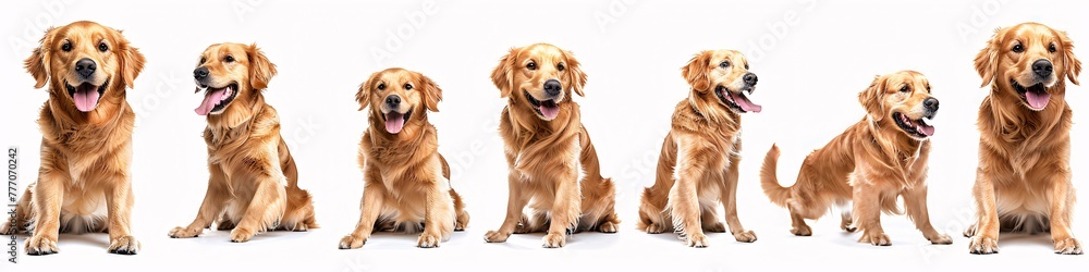 Poster three poses of a golden retriever a study in canine expression and composition generative ai
