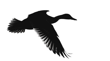 Silhouette flying duck from side isolated on white background