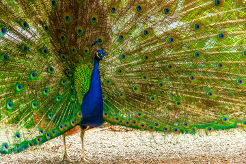 Obraz premium Detail of a male Indian peacock open because he is in heat looking for females