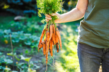 Woman farmer holding harvested carrots from organic garden. Fresh root vegetable