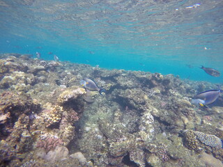 underwater sceneriy of coral reef in red sea egypt