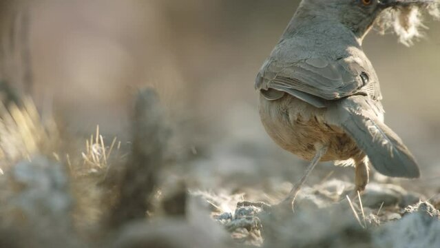 curve-billed trasher collects nesting material on the ground in the Sonoran desert, Arizona, USA