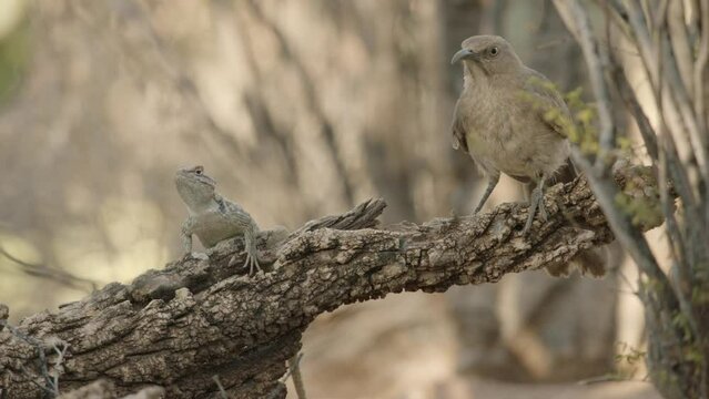 curve-billed trasher and lizard sitting on a tree trunk in the Sonoran desert, Arizona, USA