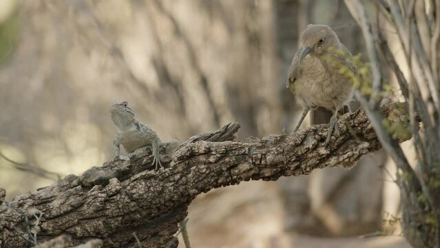 curve-billed trasher and lizard sitting on a tree trunk in the Sonoran desert, Arizona, USA