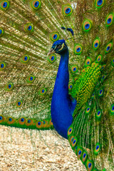 Obraz premium Detail of an Indian male peacock open because he is in heat looking for females, vertical photo
