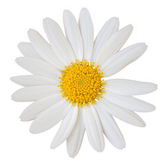 Lovely white Daisy (Marguerite), including clipping path, png-Datei