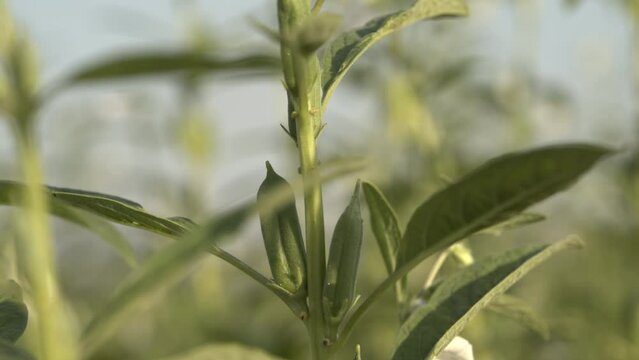 Sesame seed plants crop in the field,close up view of sesame plat