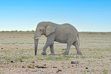 Fototapeta premium Picture of an elephant in Etosha National Park in Namibia during the day