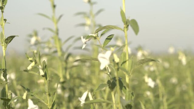 Sesame seed plants crop in the field ,cinematic shot