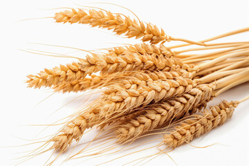 Horizontal wheat ears isolated on a white background with clipping path. Full Depth of field.