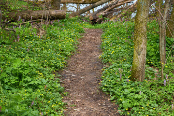 Nice forest path bordered by flowers in the forest - 777088267