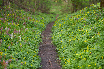 Nice forest path bordered by flowers in the forest - 777088404