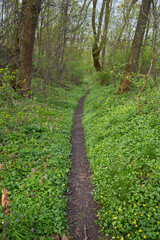 Nice forest path bordered by flowers in the forest - 777088413