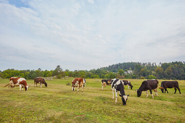 A pastoral scene of spotted cows grazing on a lush green meadow under a clear blue sky. - 777089429
