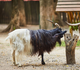 cheerful goat with long hair, putting its leg up on a stump - 777090054