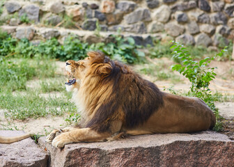 Male lion looking out atop rocky outcrop