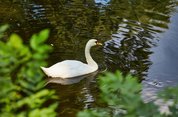 swan causing beautiful ripples in a pond - 777090287