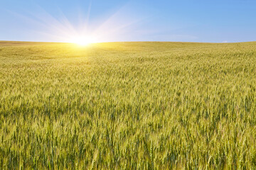Golden wheat field, forest strip and clear blue sky on a sunny day. - 777090682