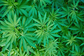 A full frame of marijuana foliage, background - 777090823