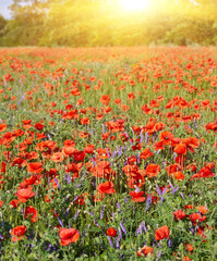Meadow with beautiful bright red poppy flowers - 777091003