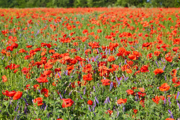 wild red poppy flowers. large poppy field - 777091036