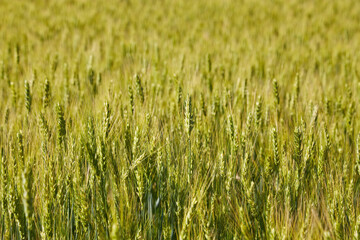 Green wheat ears close-up on the field in ripening period - 777091047